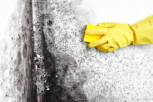 Best Basement Mold Removal  in New Middletown, OH