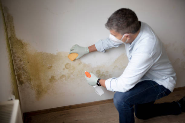 Best Black Mold Removal  in New Middletown, OH