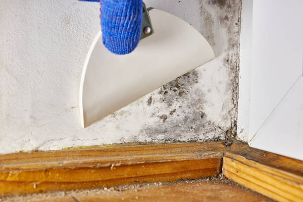 Best Comprehensive Air Testing for Mold Contaminants  in New Middletown, OH