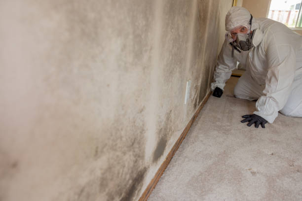 Best Mold Odor Removal Services  in New Middletown, OH
